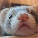 Likeable's Ferret