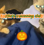 • Haddie’s swimming club! •