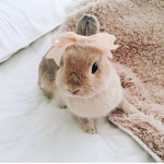 Bunny armyy!