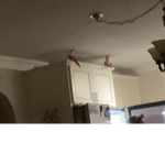 ELF BUDDYS