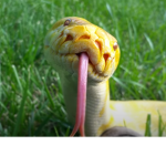 Reptile fans!