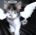 - Rere’s Angels -