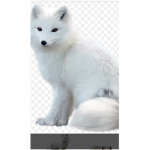 Fox unite!