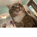 Catloverhsksoaks
