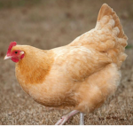 THE spicy Chickeens