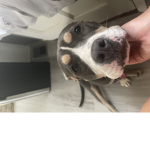 Buffy the dog