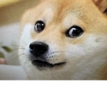 Doge world NO CATS