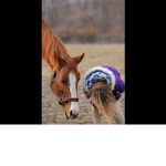 Just a girl that loves horses