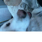 Macyboi