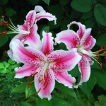 <3 Flowers <3