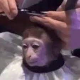Funds to buy a Monke :D