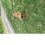 Grace’s dog Molly