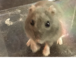 The Hamster Jam Group