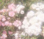 Ashley’s flower :)