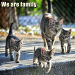 Group of the Cats :)