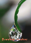Dewdrop_studios