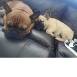 the cute lil dogs