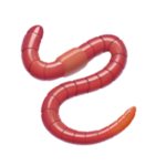 Worm why ur body so detailed?