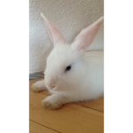 rabbits army