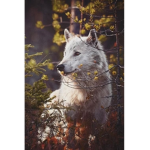 Wolfie Alex giveaways