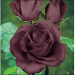 Midnight Rosez