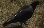 THE BIGGEST BIRD. OF THE ALL OF VXB