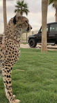 عزوز مدري