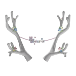 kiera antlers