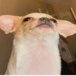 Idk The Name For This