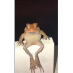 KjellRemi