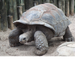 tortise united