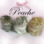Peache