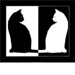 Black & White Cats