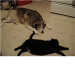 Animal Loveerz