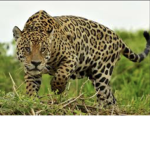 Jaguar_Clan