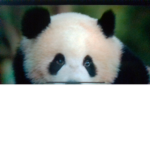 the panda squad! :3
