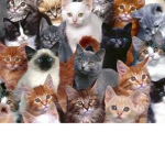 The Huge or Small Cat Family