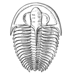 THE TRILOBITES