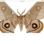 the moth army