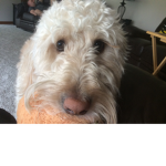 Dog o doom