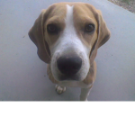 Basil Beagle Fan Club