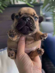 Goober Gang Inc