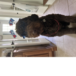 I love my dog rigs