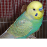 Bad birds