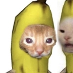 The cats spy