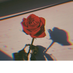 |~roses~|