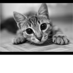 Hi do u love cats or family
