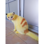 Cat yellow
