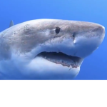 The fearless shark group