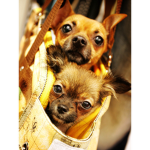 Yay doggies ahoy XD